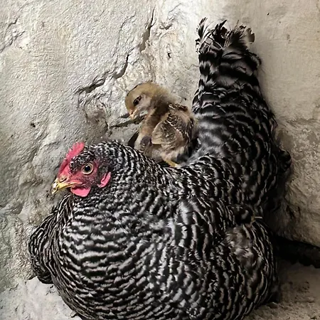 Appartement Friesenstube *